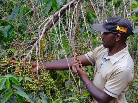 Picking season has begun for us in Rwanda