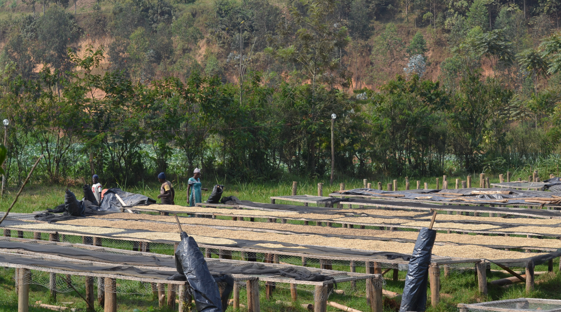 3 African Sisters (Crop to Cup Blog) - Fair Trade Organic Rwandan Coffee - Green Beans Drying on Raised Coffee Drying Beds with Coffee Farmers